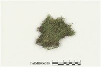 藏品(細枝青苔)的圖片